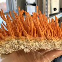 Cordyceps Militaris